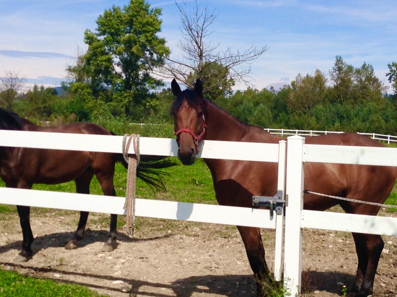 Horse Fence Installation