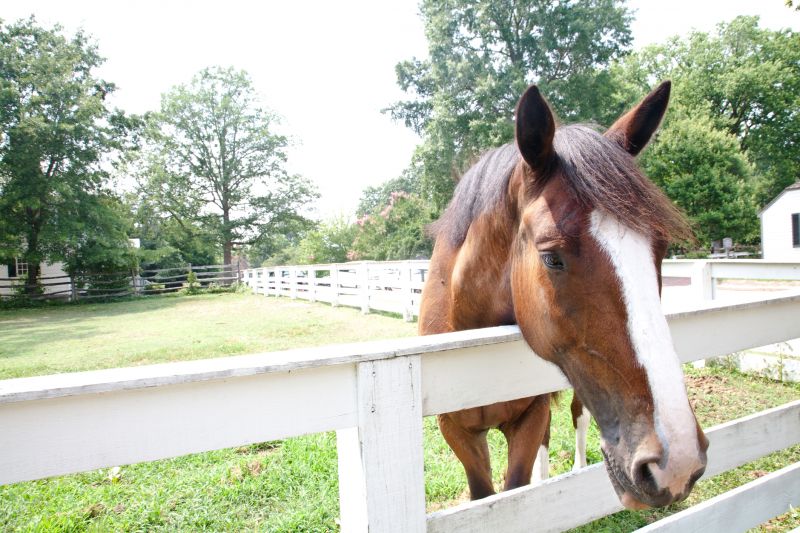 Horse Fence Installation
