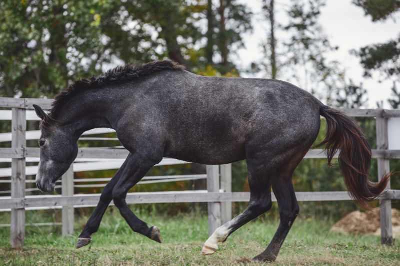 Horse Fence Installation
