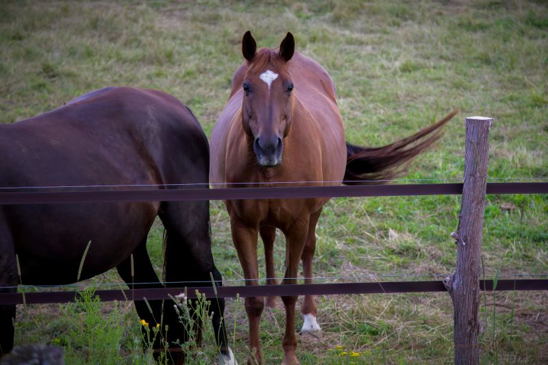 Horse Fence Installation